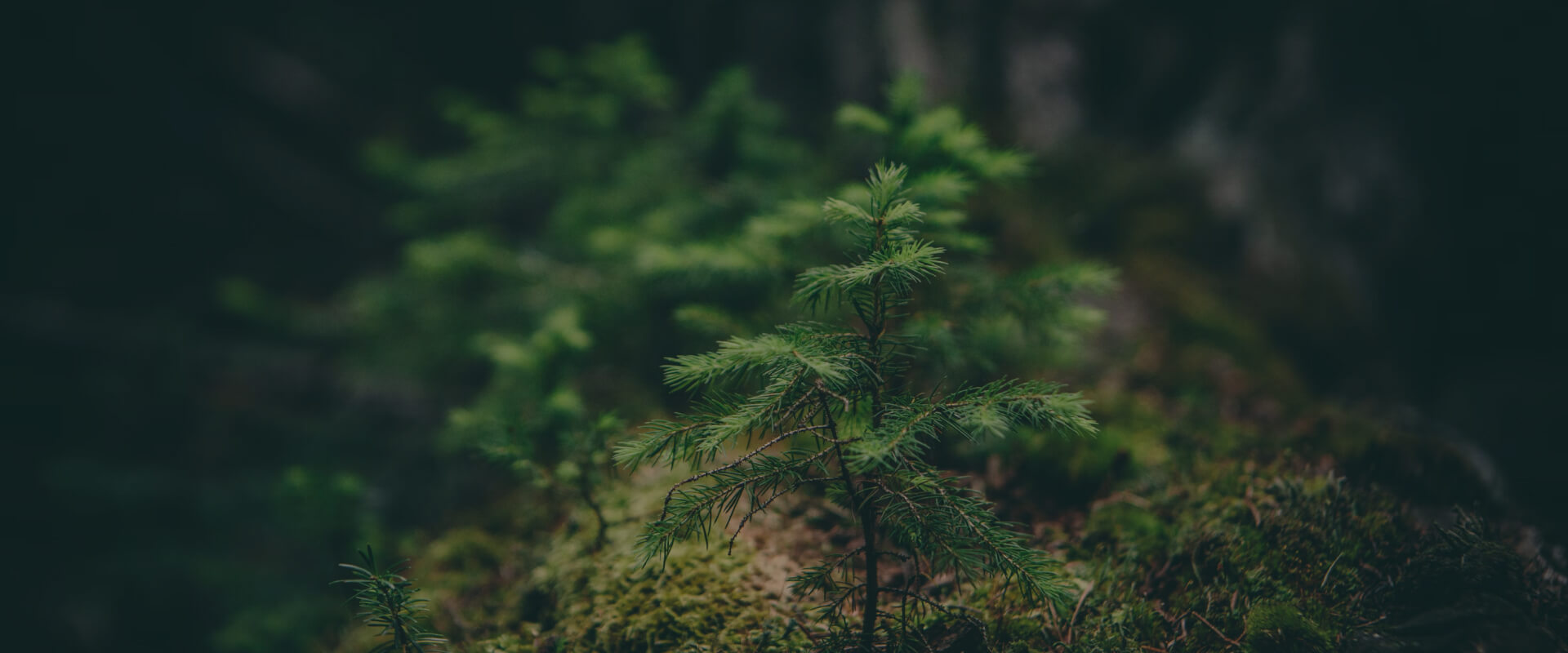 A small spruce in a forest