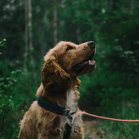 A brown dog on a leash sitting on the forest path