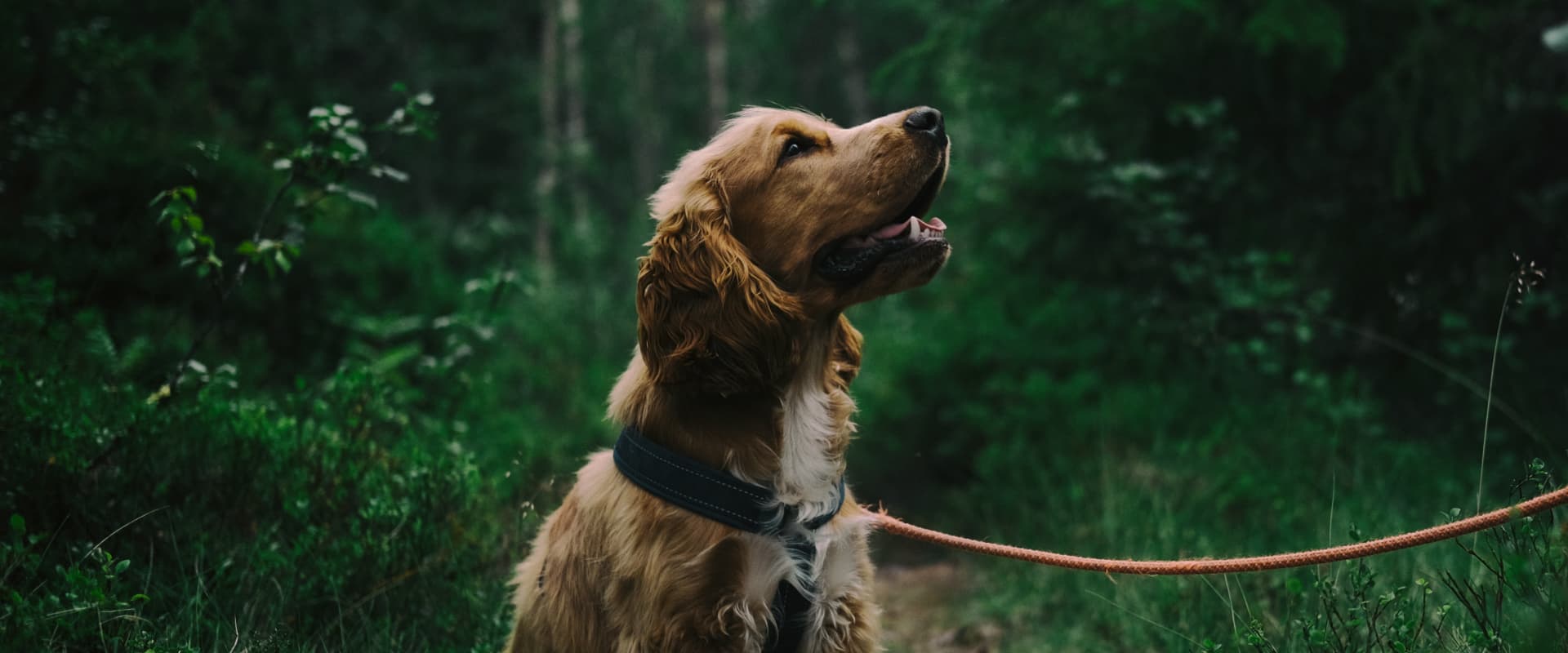 A brown dog on a leash sitting on the forest path